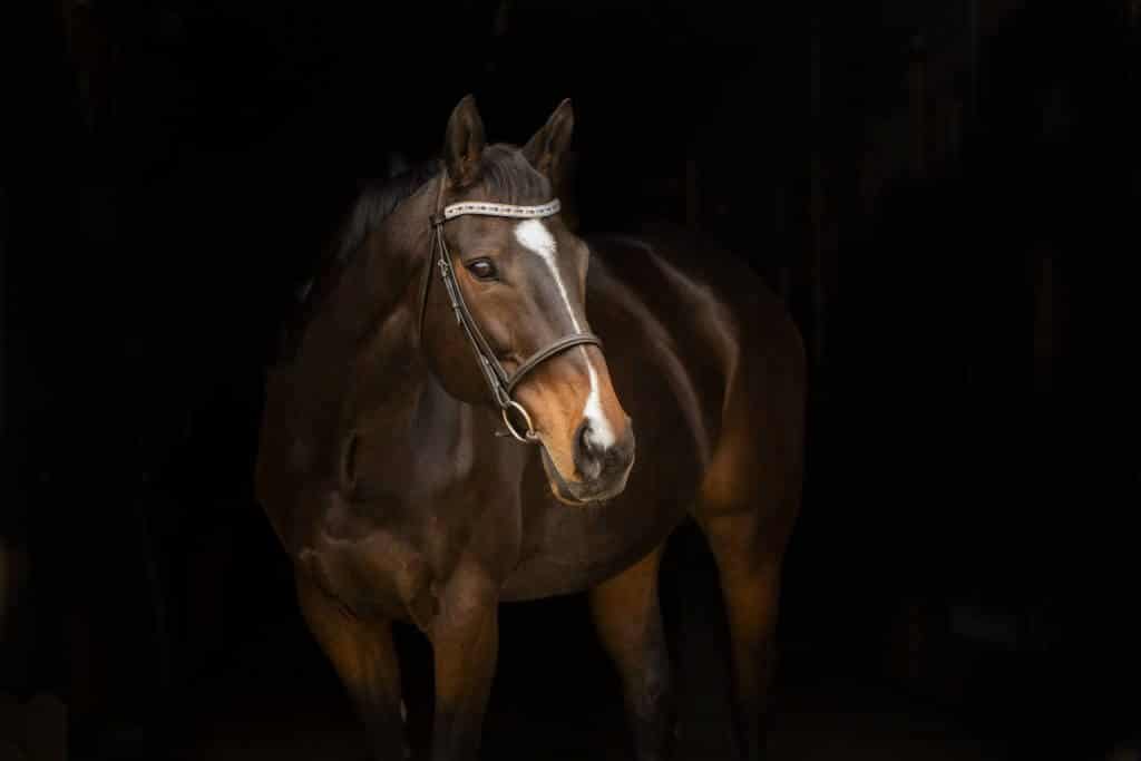 A brown horse