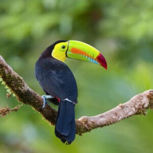 A colorful-billed toucan native to Central America sits on a branch in a jungle.